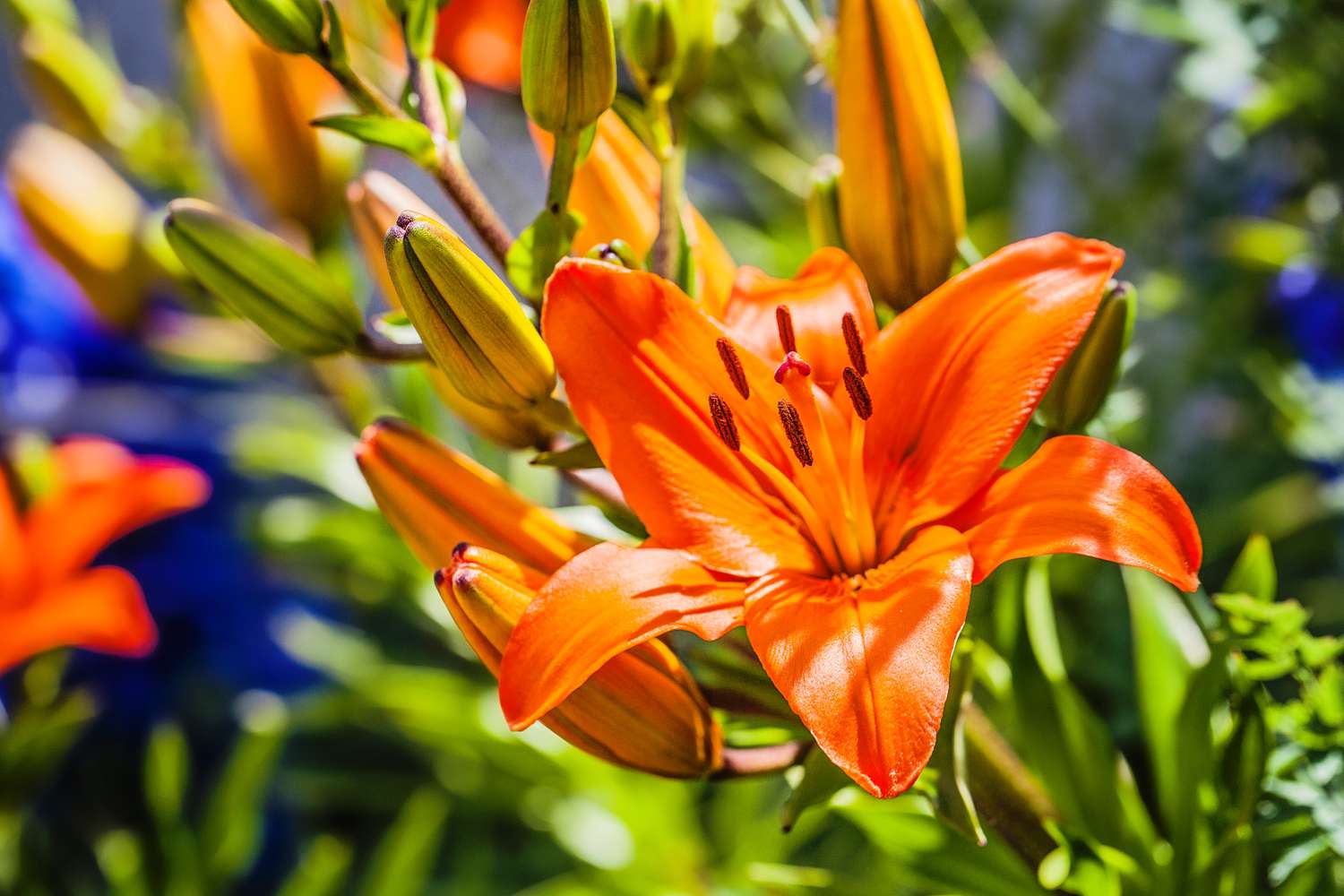 Front Page -US Garden Plants Sales 2024 grow care for lilies orange getty 0523 4227a9461fa3469a9410990597714a6d