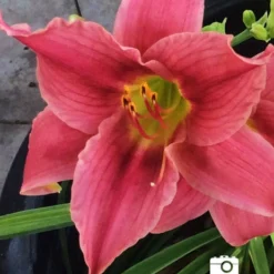 Menu Earlybird Cardinal Re-Blooming Daylily 7 Menu Earlybird Cardinal Re-Blooming Daylily -US Garden Plants Sales 2024 pink daylily 2018 06 20