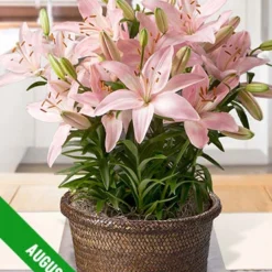 Menu 3 Month Potted Bulb Garden Subscription -US Garden Plants Sales 2024 spring 2023 august 1