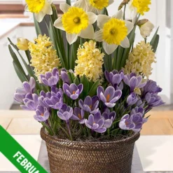 Menu 3 Month Potted Bulb Garden Subscription -US Garden Plants Sales 2024 spring 2023 february 1