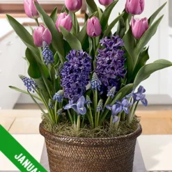 Menu 3 Month Potted Bulb Garden Subscription -US Garden Plants Sales 2024 spring 2023 january 1