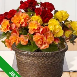 Menu 3 Month Potted Bulb Garden Subscription -US Garden Plants Sales 2024 spring 2023 july 1