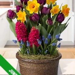 Menu 3 Month Potted Bulb Garden Subscription -US Garden Plants Sales 2024 spring 2023 june 1