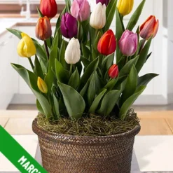 Menu 3 Month Potted Bulb Garden Subscription -US Garden Plants Sales 2024 spring 2023 march 1