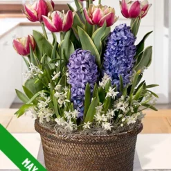 Menu 3 Month Potted Bulb Garden Subscription -US Garden Plants Sales 2024 spring 2023 may 1