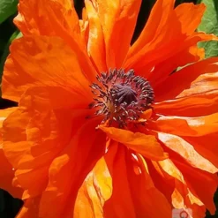 Menu Sunny Blooms Spring Through Summer Collection -US Garden Plants Sales 2024 turkenlouis oriental poppy photo by larry edwards